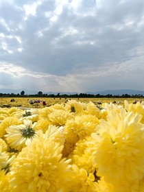 彩虹岛有花田