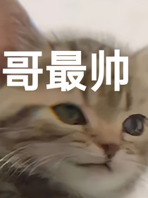 SNH48——仄起平收