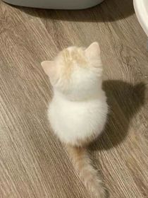 歲與安