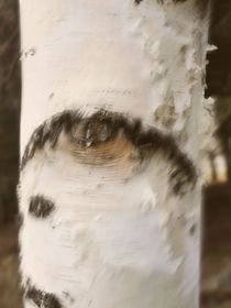 白樺樹上的洞