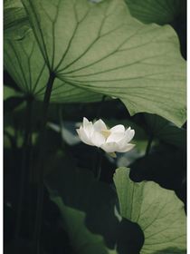 她的梦境……