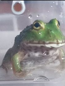 科比重生干掉佐巴杨
