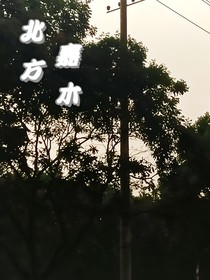 北方嘉木