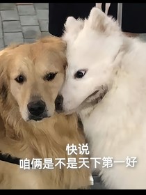 谢谢你，我的小太阳