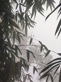 死亡的最后一年
