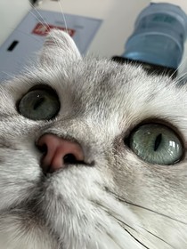妖族：现代浩劫