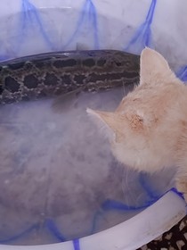 我的绿茶同事