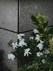 听闻栀子花开