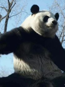 迷你特工队之我们在一起了弗赛