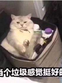 憶前塵，朝今月