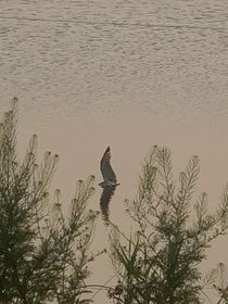 沉沦的梦幻