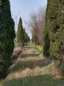 魯伯