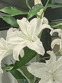 百合粥