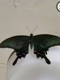 高飞之鸟