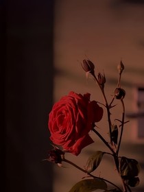 觸動藍辛的文字
