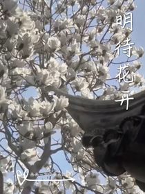 明待花开