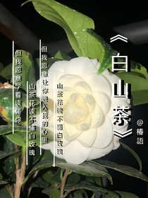 极豪：山茶花会开