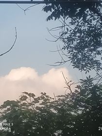 酒釀槐花