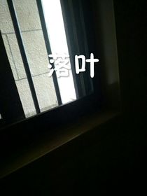 落叶无人爱