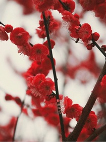 紅梅枝
