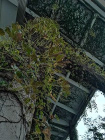 与鲛