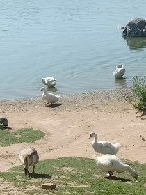 教师梦