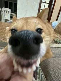 呱皮大便