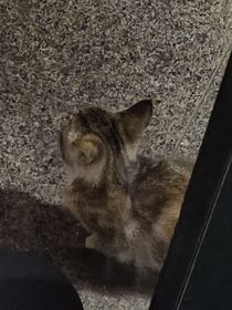落落，如果可以……