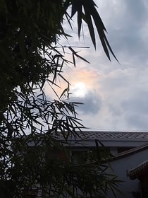 山月洄游