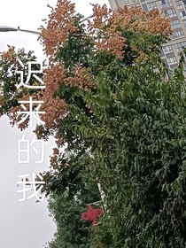 迟来的我