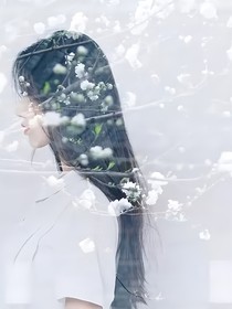 木槿与白杨的邂逅