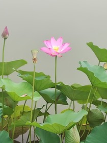 快穿之我只把你當(dāng)崽崽
