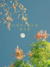知清树下的红色郁金香