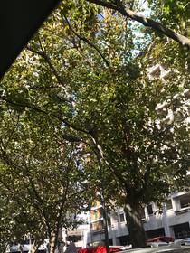 炽夏她是清凉