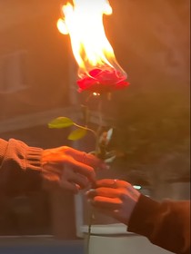 他那野蠻生長的薔薇