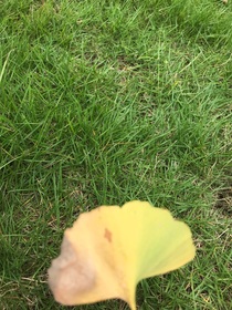 愁雨而眠