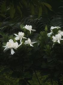那片青春的栀子花