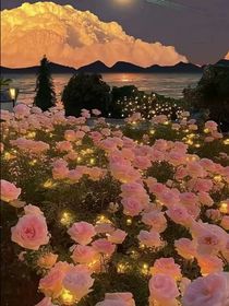被花海淹没的那个少年