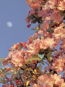 海棠的花只为你绽放