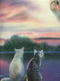 猫武士坠落苍穹