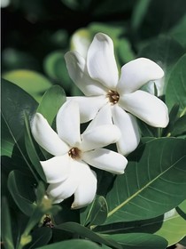 Gardenia栀子