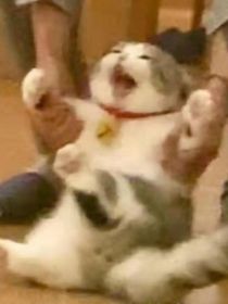 幽灵农场什么的，不要啊！