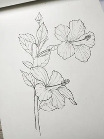 槿花寄凌安