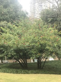 黃昏錯