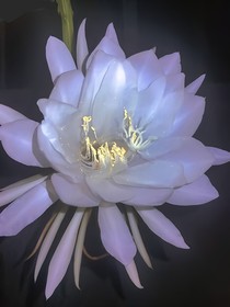 為你等花開