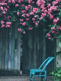 花期为聘