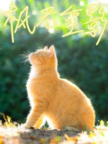 猫武士改编1枫光重影-d850