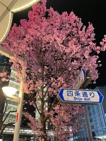 撄花