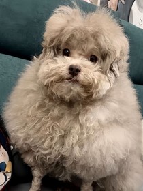 凹凸：我只想回家……