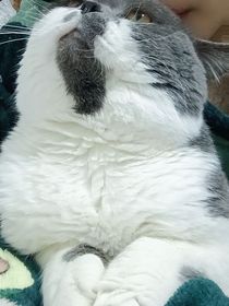 一只猫的经历